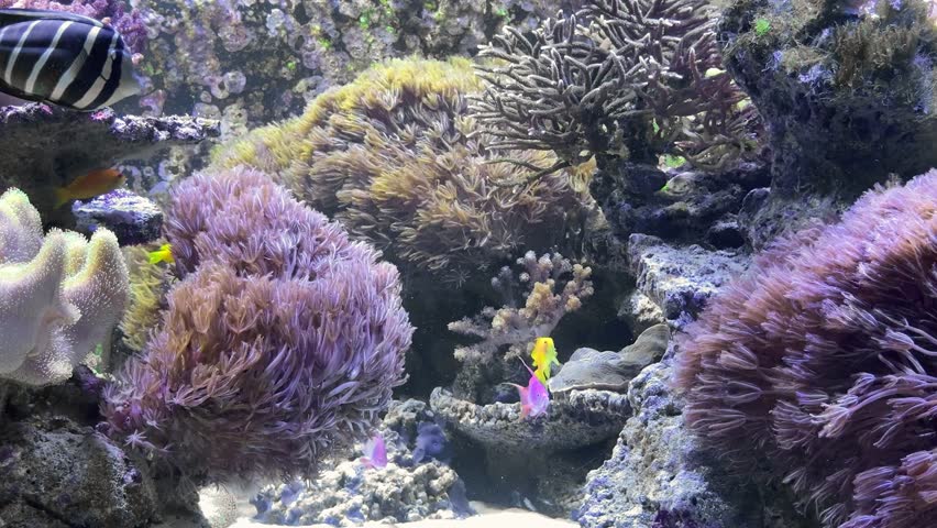 fish of different colors swimming in coral reef with purple corals and clear water