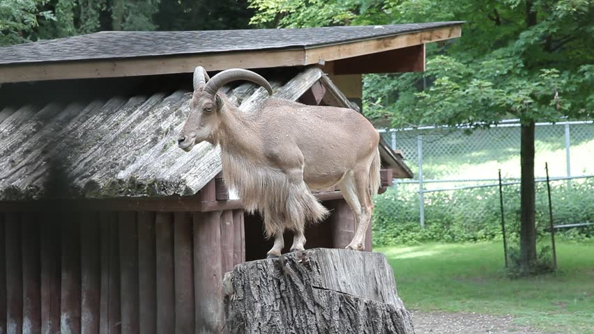 Barbary sheep (Aoudad) standing on a wooden platform inside a wildlife enclosure, showing curved horns and long chest hair.