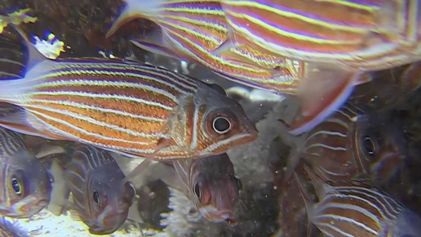 A gathering of stripey fish congregates close together in the Red Sea. Sunlight flickers through the water as they glide past coral formations in the deep.