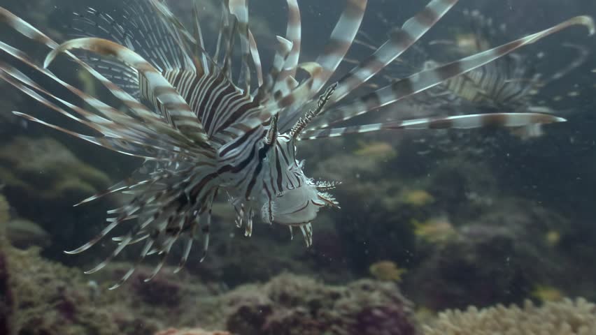 Observe a striped lionfish swimming near a coral reef. Its delicate fins move slowly as it navigates through the clear water in the Philippines.
