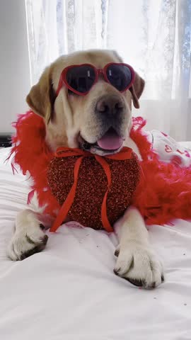 A Labrador wearing heart-shaped glasses and a red feather boa lounges on a bed with a sparkling red heart decoration, creating a playful and charming festive scene.