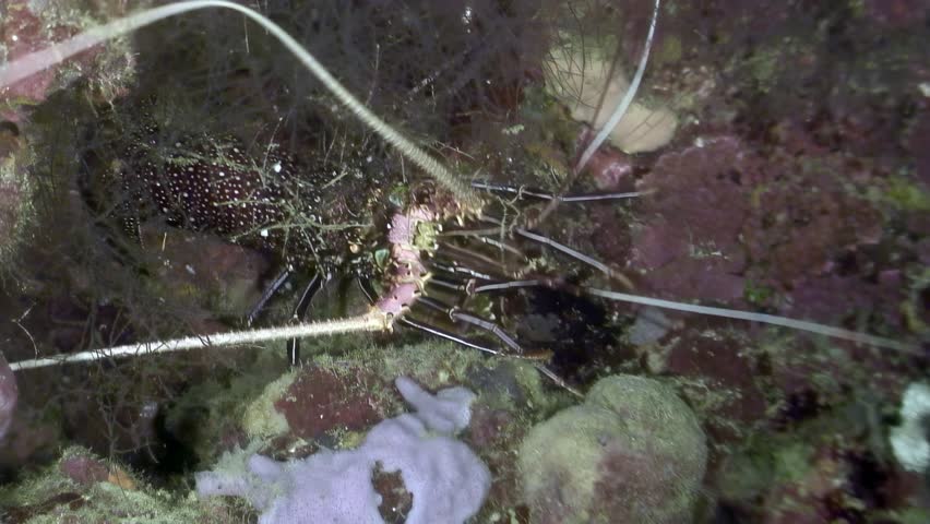 At dusk, a colorful Caribbean spiny lobster moves slowly across the reef. It searches for food among the rocks and coral. Its long antennae probe the surroundings in the dim light.