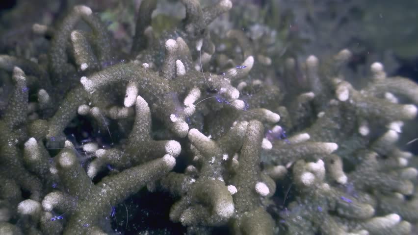 Observe the banded coral shrimp Stenopus hispidus, also known as the cleaner shrimp, in its natural habitat. The shrimp crawls amongst coral in the underwater world of the Philippines.