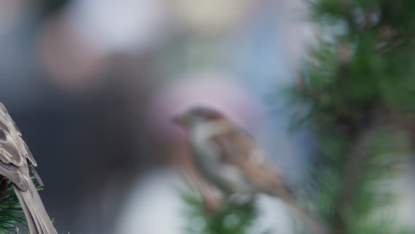 Multiple sparrows rest on pine branches, shallow depth of field, soft daylight, gentle camera movement