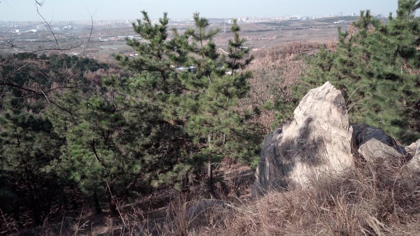 Among the wild grass in the black pine forest, there was a pile of rocks, as if they had been cleaved by some force and scattered across the slope.