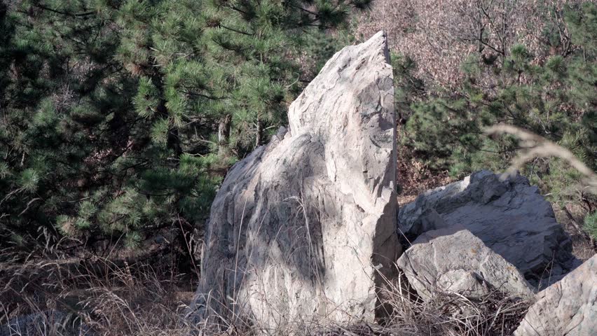 In the winter forest of black pines, the right side of this rock is cleaved straight through, forming a flat surface.