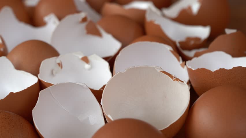 Eggshells ready to be processed into organic fertilizer