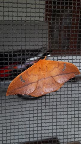 footage of video about Giant Moth take a rest after fly from the sky search a place to do regeneration