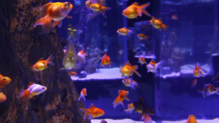 many goldfishes in aquarium