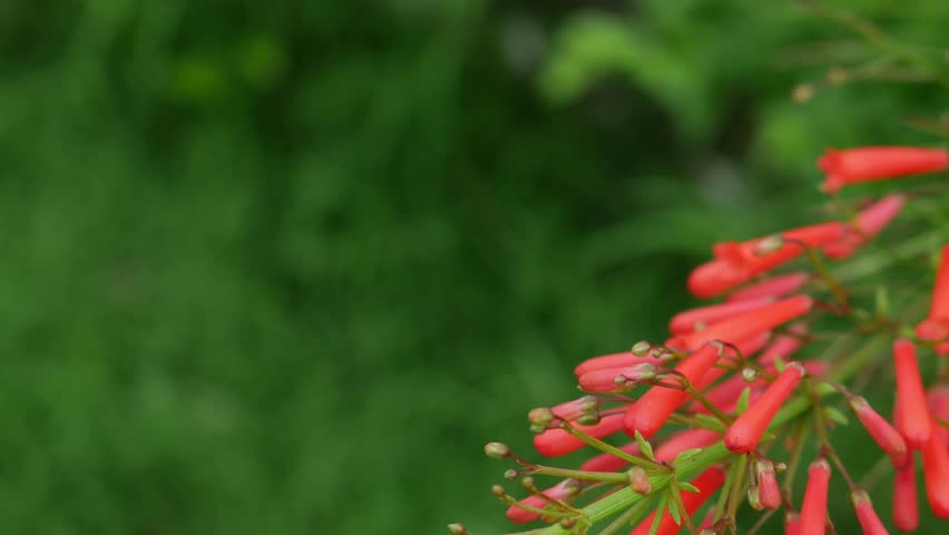 Red Russelia Equisetiformis Firecracker Plant Tubular Flowers Blooming on Green Background Bokeh