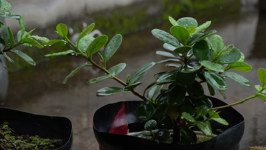 plants in the yard are wet after the rain