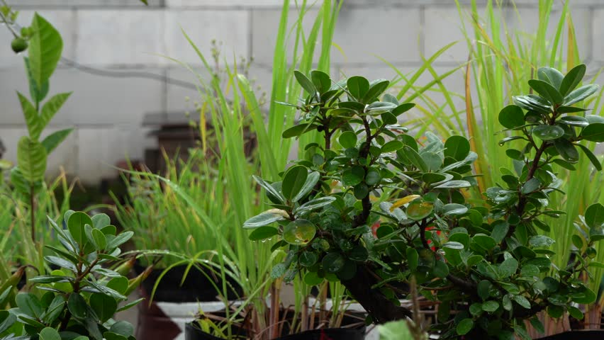 plants in the yard are wet after the rain