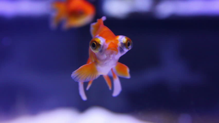 telescope goldfish in aquarium