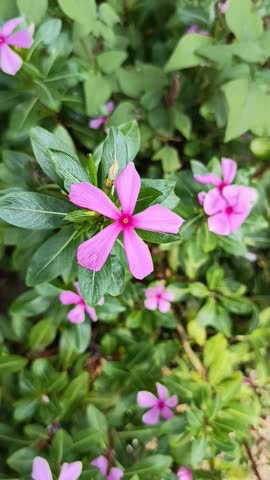 Nice video of Periwinkle flower