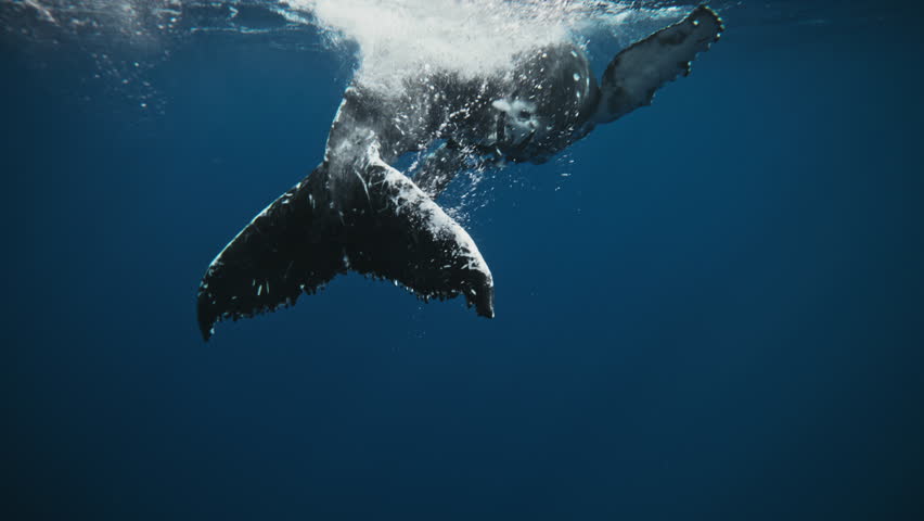 Whale rising through clear blue water as sun rays shine overhead