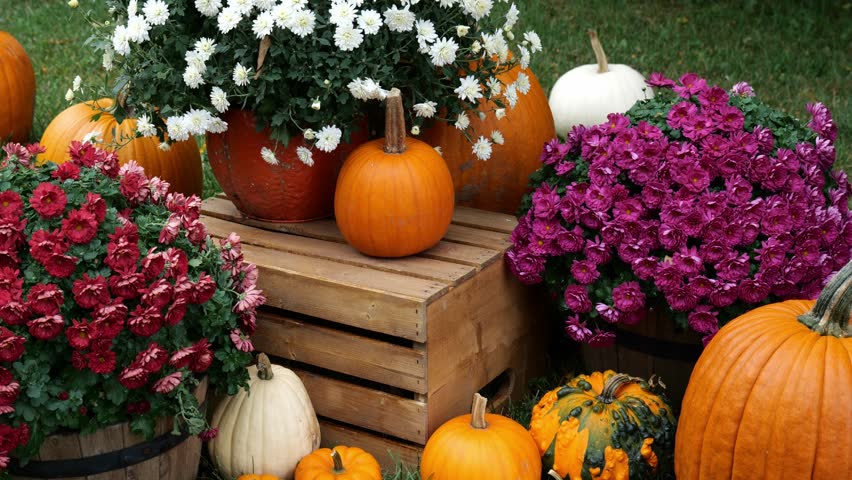 Person Sets down the words I Love My Job on crate surrounded by Pumpkins and Mums Flowers in the Autumn 4k Video Stock Footage