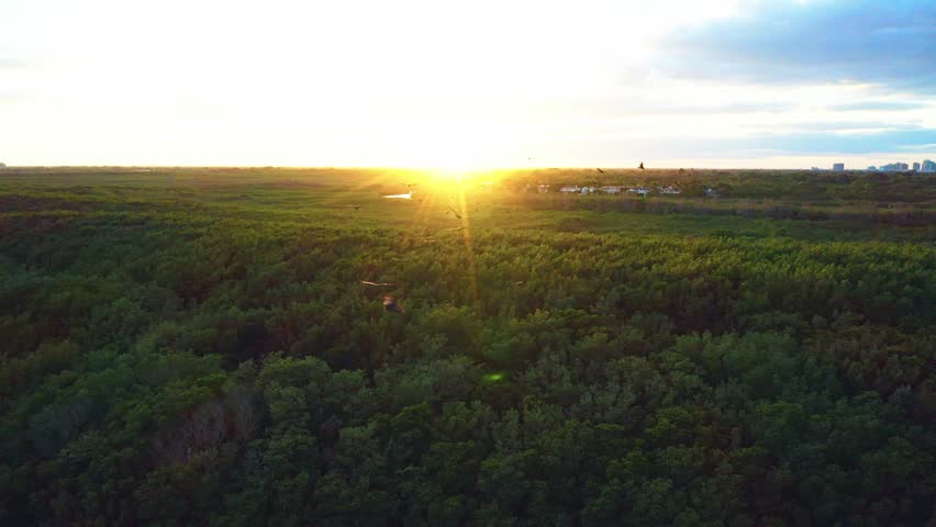 Warm sunset light spreads across the mangrove forest as birds fly over the wetlands of Matheson Hammock Park, creating a peaceful tropical scene along Miami’s Biscayne Bay coastline.
