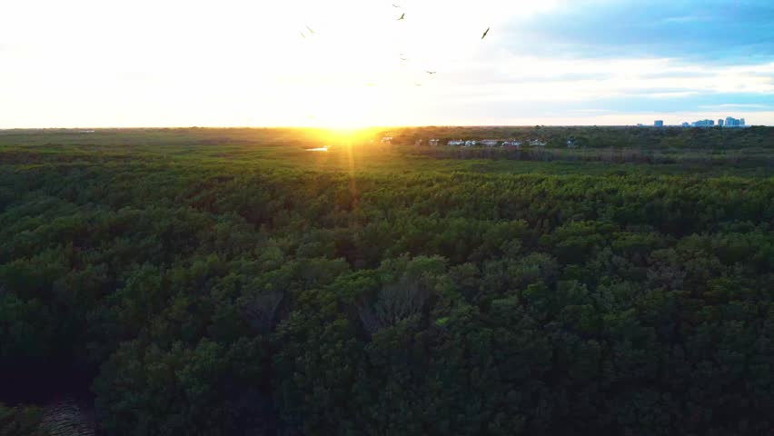 Birds glide across the glowing sky as the sun sets over the dense mangrove forest of Matheson Hammock Park, casting warm light over Miami’s tropical Biscayne Bay coastline.