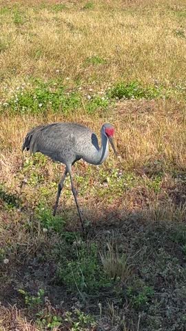 Sandhill Crane Foraging Upclose in Field Facing Camera — Wildlife Video