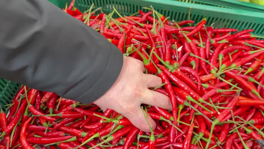 Hot chili pepper. Close-up of a handful of hot peppers in a man's hand. A man selects fresh chili peppers at a supermarket.