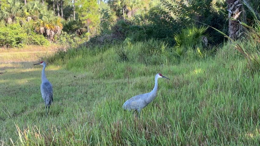 Sandhill Cranes Walking in Florida Field
