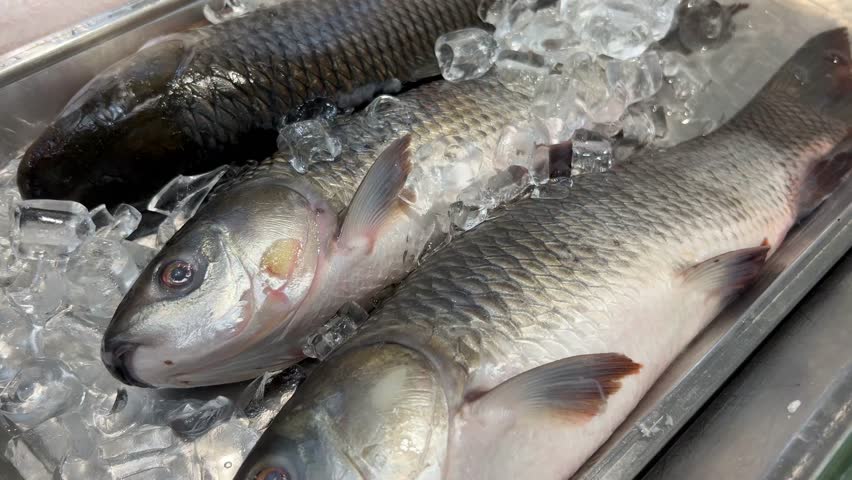 Close-up of fresh Rohu fish (Indian carp) displayed on a bed of crushed ice at a market stall, captured with selective focus to highlight freshness.