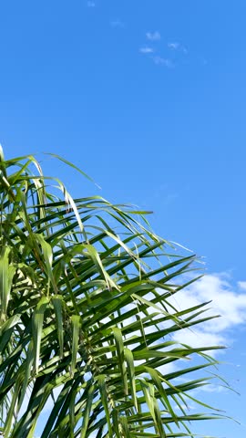 Green palm leaves sway gently against a clear blue sky with clouds, bright midday sunlight.