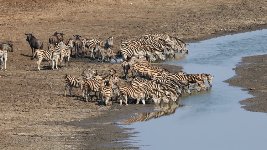 A herd of alert plains zebras and blue wildebeest drinking at a river, Kruger National Park, South Africa