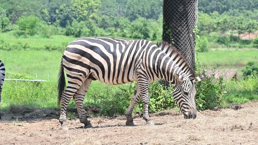Footage of Zebras living in wildlife conservation area. Zebra is species of African horse family unique with having black an white strippit coats.