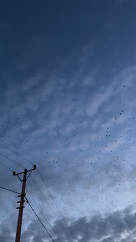 A flock of birds flying in the blue sky in the evening
