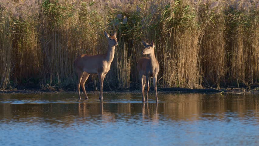 Red deer herd wading in calm lake during sunset with detailed close view of skin texture and water reflections in warm light.
