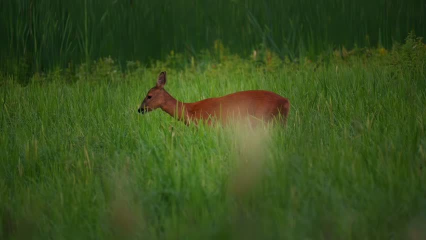 deer, animal, nature, wildlife, mammal, fox, grass, wild