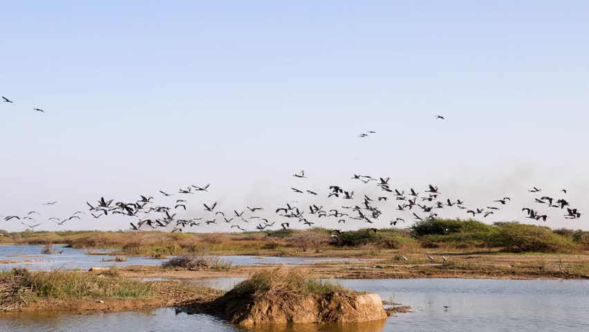 large group of migratory birds taking flight above lake and marshland
