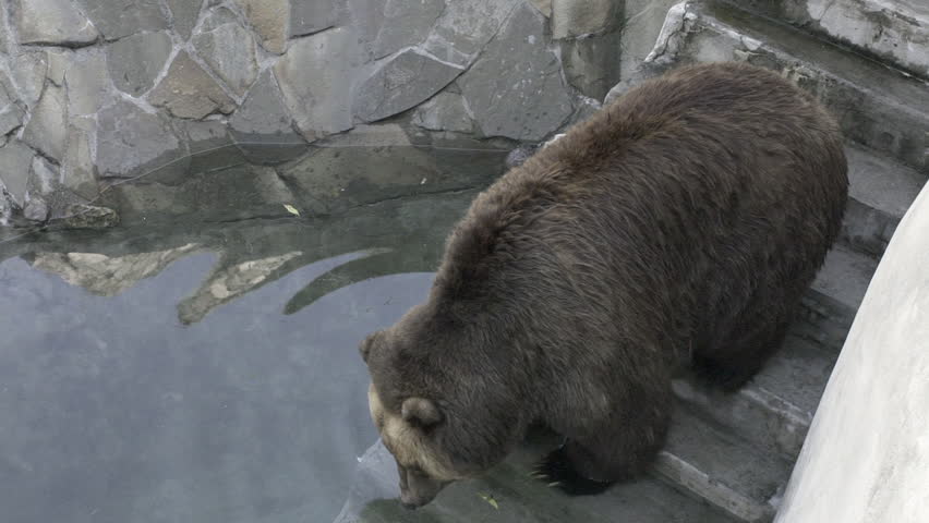 A brown bear slowly makes its way down stone steps into a pool of water. Ripples disturb the surface as the animal dips its head in for a drink at the Denver Zoo.