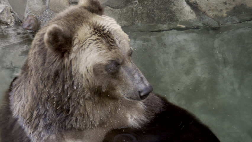 A Brown Bear enjoys a meal in the water. The slow-motion shows the animal