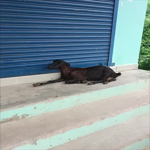 Cute goat taking rest in front of a shop