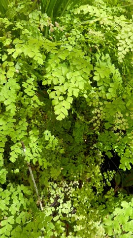 Adiantum or Maidenhair Fern in green house.