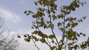 Thin tree branches with yellow and green leaves swaying against pale blue sky with soft clouds, nearby bare twigs visible in corner. - Powered by Shutterstock - Get 15% off with code: PIKWIZARD15