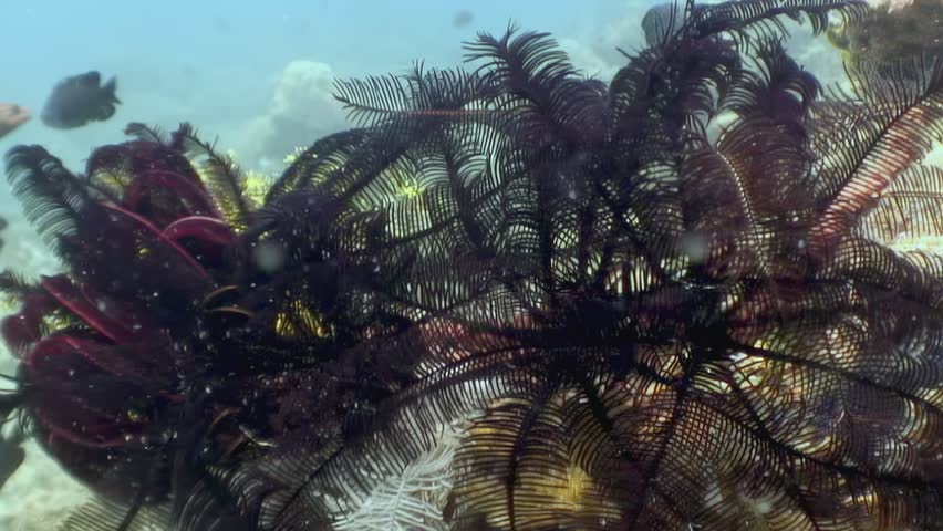 A beautiful sea lily with black, red, and white plumes gently sways with the current. Fish swim around the sea lily on the coral reef of the Philippines.