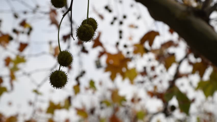 Tree seed pods swaying gently in a static close-up shot with soft autumn colors blurred in the background.