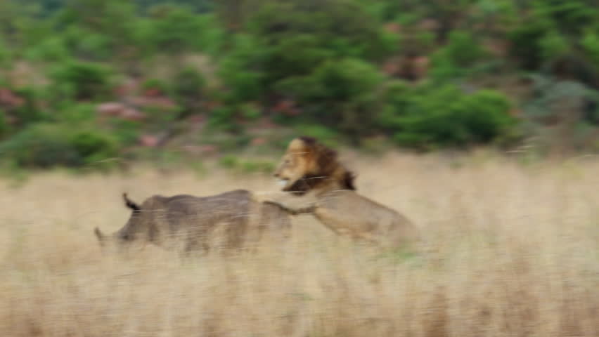 Intense slomo of male lion chasing fleeing rhino trying to bring it down