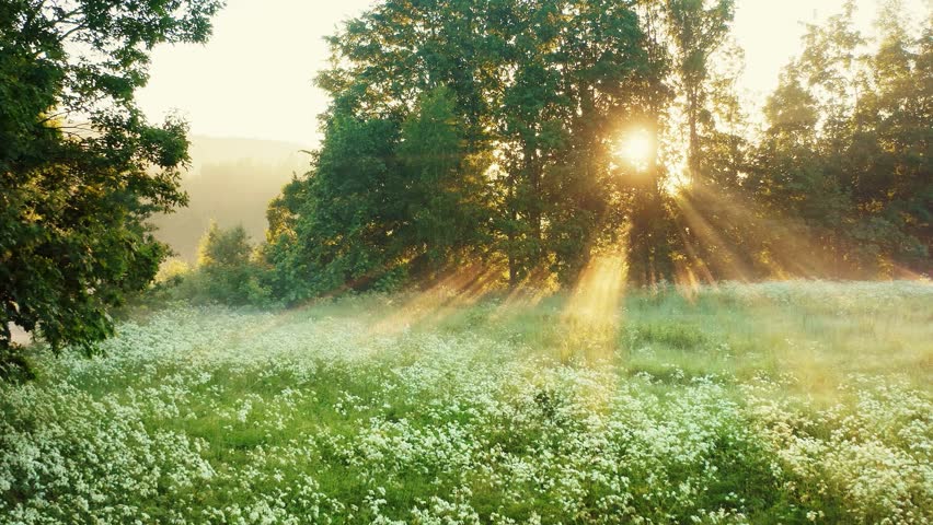  a sunlit meadow beam of sunlight are cutting through a hazy or misty atmosphere and shining through the foliaga of a large tree ,ground are covered in green grass
