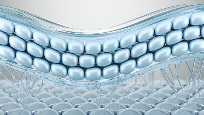 Human skin layers, highlighting structure and composition for cosmetic applications. Represents dermatology, skincare, and beauty treatment insights.