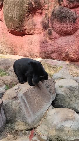 A black bear swinging it