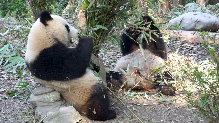 Two giant pandas eating fresh bamboo leaves, one sitting upright, one lying on back, Chengdu Panda Base
