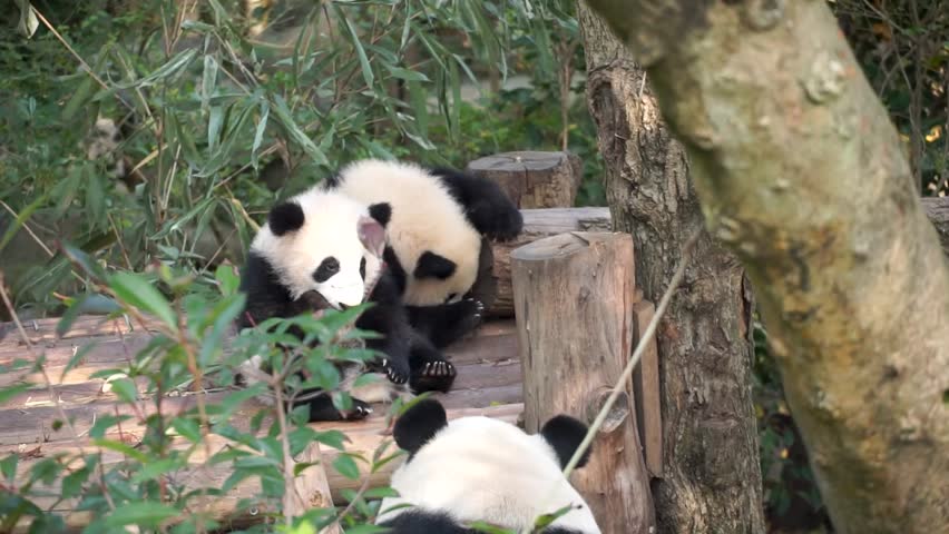 Panda cub eating apple on back while looking at mother panda walking toward him, Chengdu Panda Base