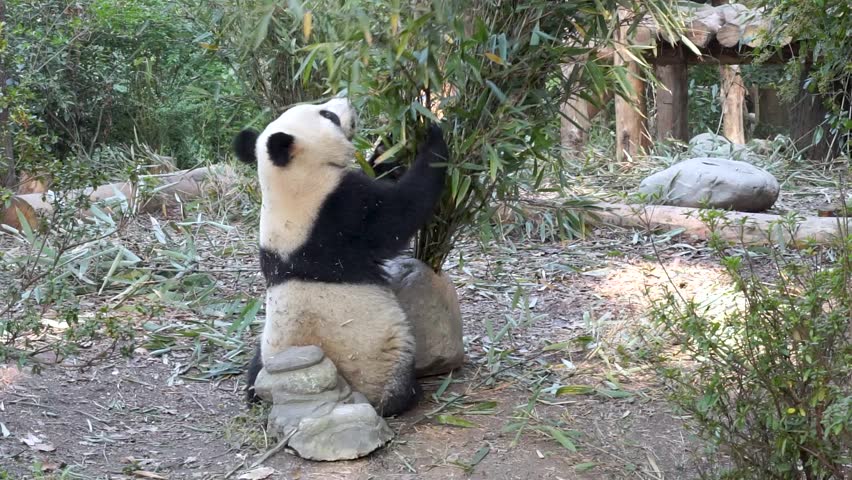 Giant panda breaks bamboo branch, sits down on ground and starts eating leaves, Chengdu Panda Base