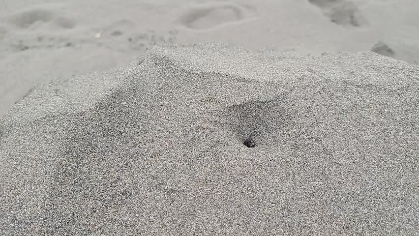 Close-up of an antlion conical sand pit trap or small crab hole on grey beach sand texture.