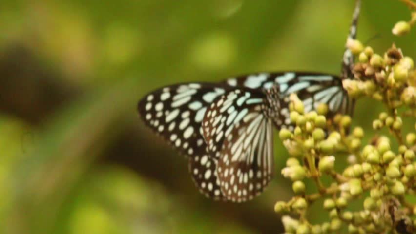 Butterfly on White Flower in Sunlight