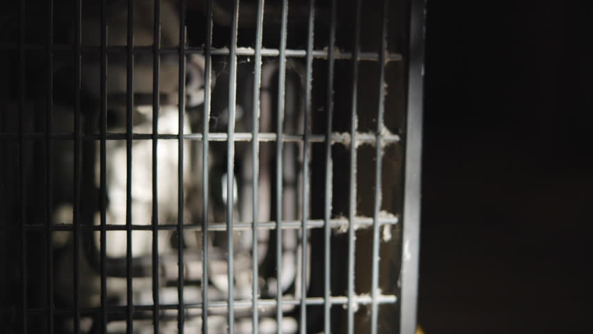 Laboratory Setting Featuring White Rat Confined Behind Metal Bars With Harsh Lighting And Eerie Shadows . Media